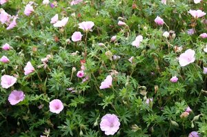 Geranium sanguineum striatum geen maat specificatie 0,55L/P9cm - afbeelding 7