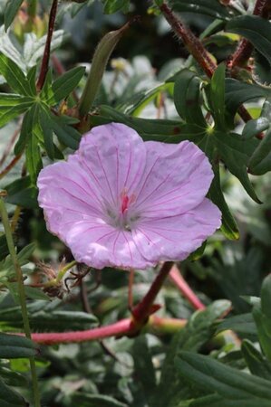 Geranium sanguineum striatum geen maat specificatie 0,55L/P9cm - afbeelding 5