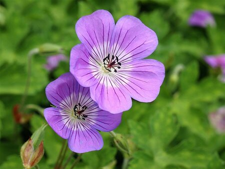 Geranium 'Sylvia's Surprise' geen maat specificatie 0,55L/P9cm - afbeelding 1
