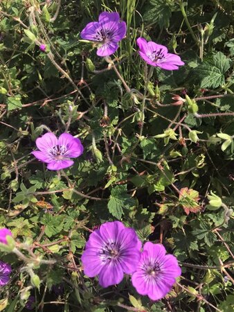 Geranium 'Sylvia's Surprise' geen maat specificatie 0,55L/P9cm - afbeelding 2