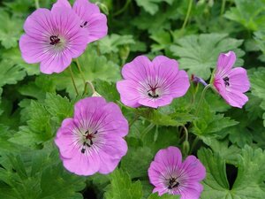 Geranium 'Sylvia's Surprise' geen maat specificatie 0,55L/P9cm - afbeelding 3