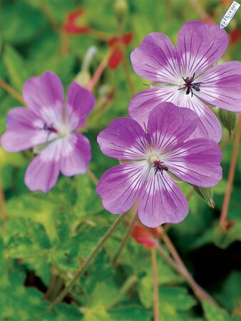 Geranium 'Sylvia's Surprise' geen maat specificatie 0,55L/P9cm - afbeelding 4