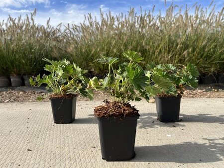 Geranium 'Tiny Monster' geen maat specificatie 0,55L/P9cm - afbeelding 4