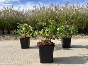 Geranium 'Tiny Monster' geen maat specificatie 0,55L/P9cm - afbeelding 4