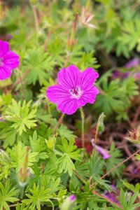 Geranium 'Tiny Monster' geen maat specificatie 0,55L/P9cm