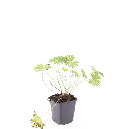 Geranium 'Tiny Monster' geen maat specificatie 0,55L/P9cm - afbeelding 6