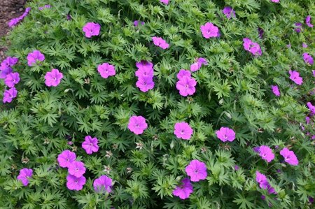 Geranium 'Tiny Monster' geen maat specificatie 0,55L/P9cm - afbeelding 5