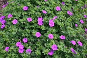 Geranium 'Tiny Monster' geen maat specificatie 0,55L/P9cm - afbeelding 5