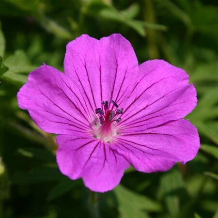 Geranium 'Tiny Monster' geen maat specificatie 0,55L/P9cm - afbeelding 6
