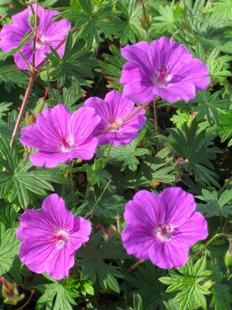 Geranium 'Tiny Monster' geen maat specificatie 0,55L/P9cm - afbeelding 8