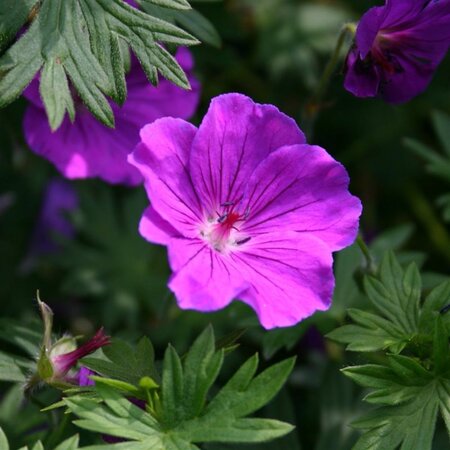 Geranium 'Tiny Monster' geen maat specificatie 0,55L/P9cm - afbeelding 7
