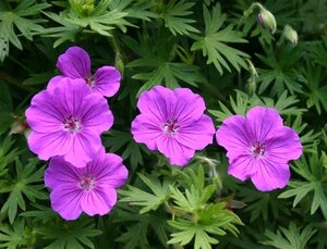 Geranium 'Tiny Monster' geen maat specificatie 0,55L/P9cm - afbeelding 8