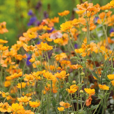 Geum 'Totally Tangerine' geen maat specificatie 0,55L/P9cm - afbeelding 4