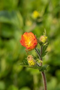 Geum 'Totally Tangerine' geen maat specificatie 0,55L/P9cm