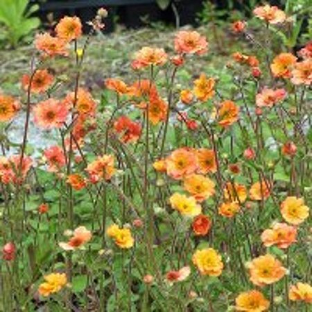 Geum 'Totally Tangerine' geen maat specificatie 0,55L/P9cm - afbeelding 5