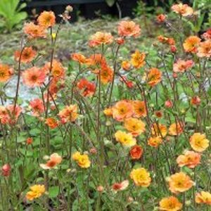 Geum 'Totally Tangerine' geen maat specificatie 0,55L/P9cm - afbeelding 5