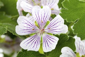 Geranium versicolor geen maat specificatie 0,55L/P9cm