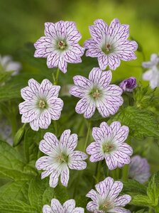 Geranium versicolor geen maat specificatie 0,55L/P9cm - afbeelding 2