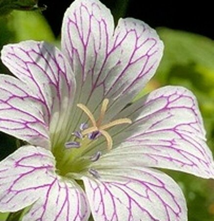 Geranium versicolor geen maat specificatie 0,55L/P9cm - afbeelding 3