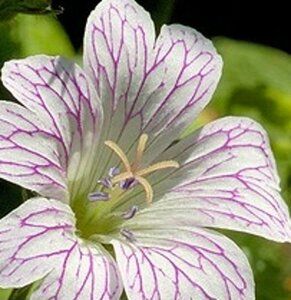 Geranium versicolor geen maat specificatie 0,55L/P9cm - afbeelding 3