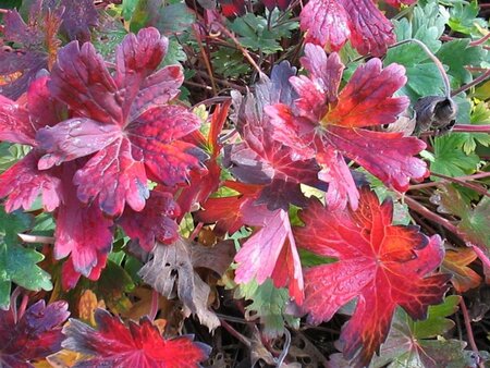 Geranium wlassovianum geen maat specificatie 0,55L/P9cm - afbeelding 3