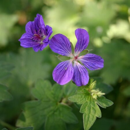 Geranium wlassovianum geen maat specificatie 0,55L/P9cm - afbeelding 4