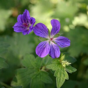 Geranium wlassovianum geen maat specificatie 0,55L/P9cm - afbeelding 4