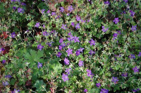 Geranium wlassovianum geen maat specificatie 0,55L/P9cm - afbeelding 2
