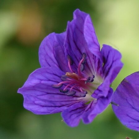 Geranium wlassovianum geen maat specificatie 0,55L/P9cm - afbeelding 5