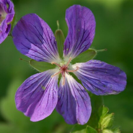 Geranium wlassovianum geen maat specificatie 0,55L/P9cm - afbeelding 6