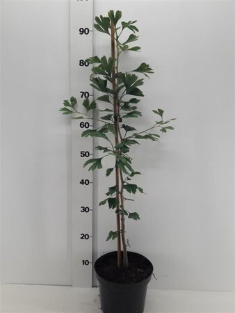 Ginkgo biloba 60-80 cm cont. 3,0L - afbeelding 2