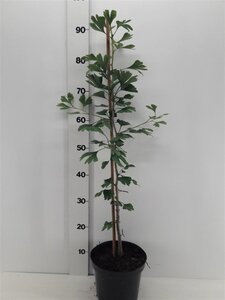 Ginkgo biloba 60-80 cm cont. 3,0L - afbeelding 2