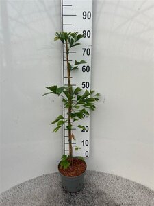 Ginkgo biloba 60-80 cm cont. 3,0L