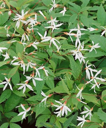 Gillenia trifoliata geen maat specificatie 0,55L/P9cm - afbeelding 3