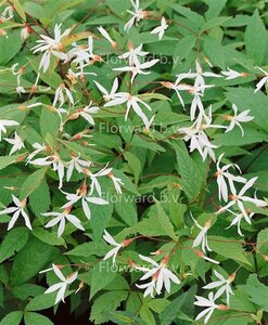 Gillenia trifoliata geen maat specificatie 0,55L/P9cm - afbeelding 3