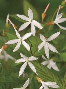 Gillenia trifoliata geen maat specificatie 0,55L/P9cm - afbeelding 3