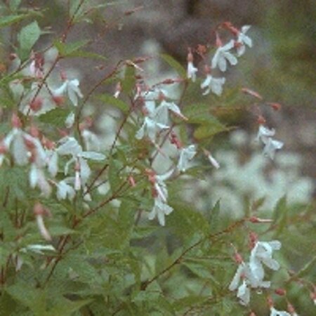 Gillenia trifoliata geen maat specificatie 0,55L/P9cm - afbeelding 4