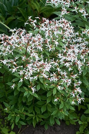 Gillenia trifoliata geen maat specificatie 0,55L/P9cm - afbeelding 5