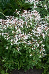 Gillenia trifoliata geen maat specificatie 0,55L/P9cm - afbeelding 5