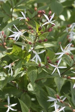 Gillenia trifoliata geen maat specificatie 0,55L/P9cm - afbeelding 3