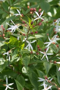 Gillenia trifoliata geen maat specificatie 0,55L/P9cm - afbeelding 6