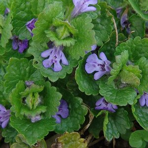 Glechoma hederacea geen maat specificatie 0,55L/P9cm - afbeelding 2