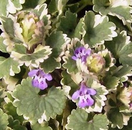 Glechoma hederacea 'Variegata' geen maat specificatie 0,55L/P9cm - afbeelding 1