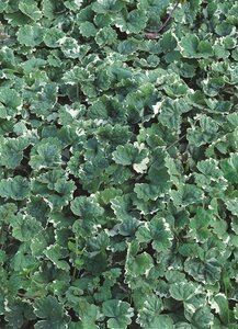 Glechoma hederacea 'Variegata' geen maat specificatie 0,55L/P9cm - afbeelding 2