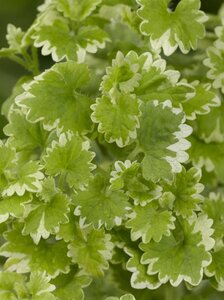 Glechoma hederacea 'Variegata' geen maat specificatie 0,55L/P9cm - afbeelding 3