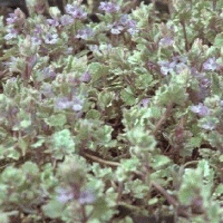 Glechoma hederacea 'Variegata' geen maat specificatie 0,55L/P9cm - afbeelding 4