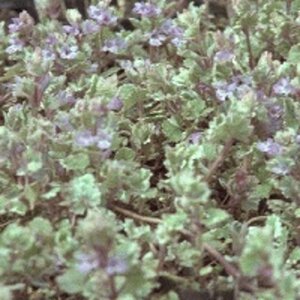 Glechoma hederacea 'Variegata' geen maat specificatie 0,55L/P9cm - afbeelding 4