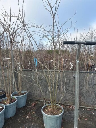 Gleditsia triacanthos inermis (DOORNLOOS) 250-300 cm container meerstammig - afbeelding 8