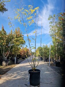 Gleditsia triacanthos inermis (DOORNLOOS) 250-300 cm container meerstammig - afbeelding 8