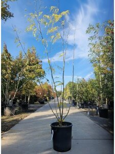 Gleditsia triacanthos inermis (DOORNLOOS) 250-300 cm container multi-stem - image 7